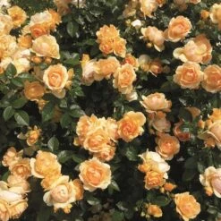 'Queen Bee' Floribunda Rose 8 'Queen Bee' Floribunda Rose -PlantHaven Store Queen Bee 3