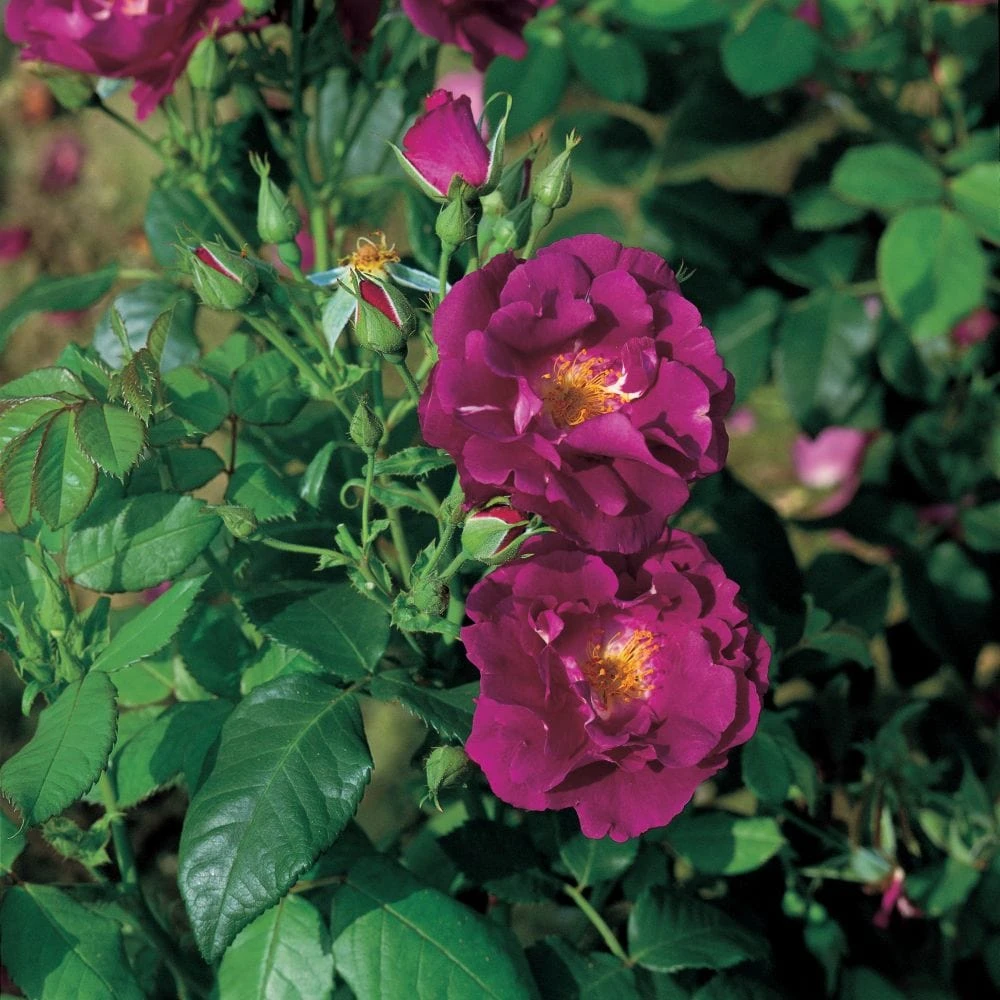 'Rhapsody In Blue' Floribunda Rose 1 'Rhapsody In Blue' Floribunda Rose