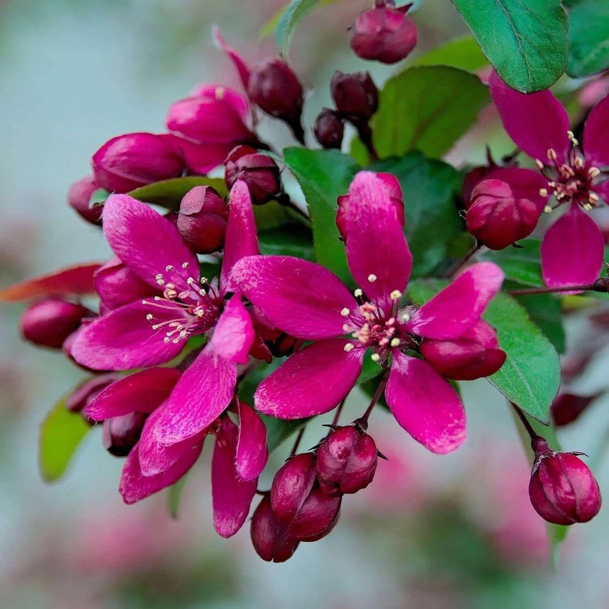 Royalty Crabapple Tree 1 Royalty Crabapple Tree