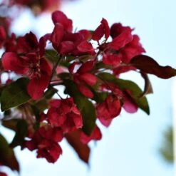 Royalty Crabapple Tree 6 Royalty Crabapple Tree -PlantHaven Store Royalty 3
