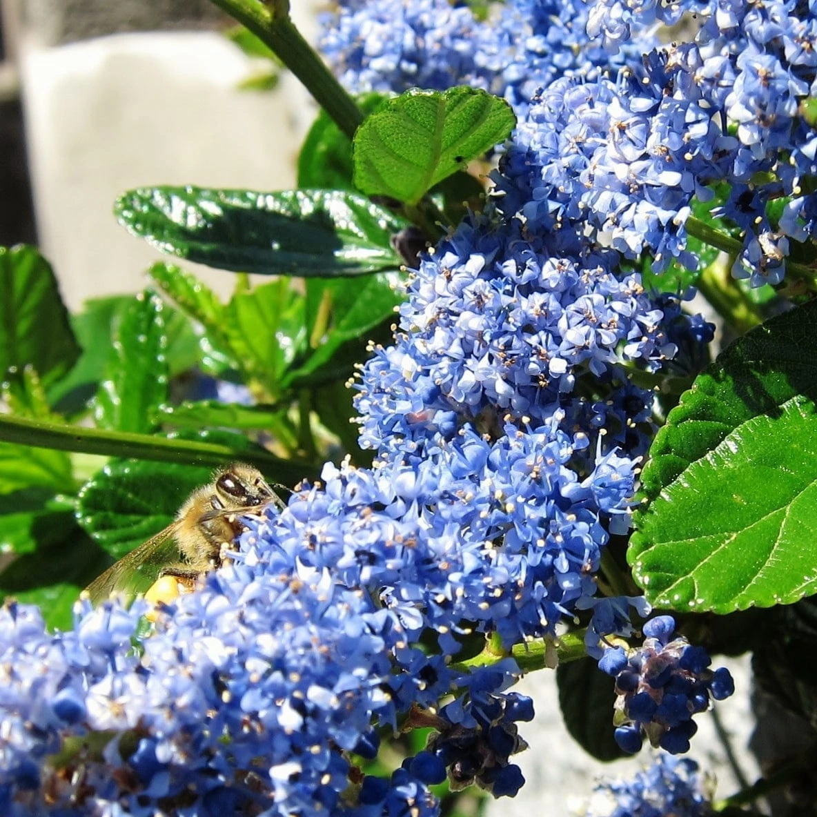Ceanothus 'Southmead' 2 Ceanothus 'Southmead' - Image 2