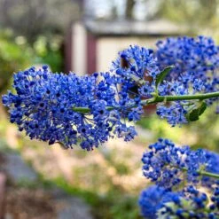 Ceanothus 'Southmead' 7 Ceanothus 'Southmead' -PlantHaven Store SHR0012 3