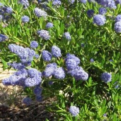 Ceanothus 'Southmead' 9 Ceanothus 'Southmead' -PlantHaven Store SHR0012 5