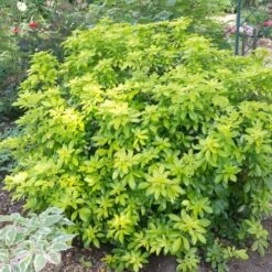 Best Shrubs For Borders 10 Best Shrubs For Borders -PlantHaven Store SHR0015 2 c07024a9 fbf3 4ac2 96eb 743e2a689be9