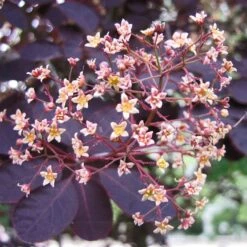 Best Flowering Shrubs 7 Best Flowering Shrubs -PlantHaven Store SHR0027 2 d6f87ef8 2186 41d6 9498 60287068a837