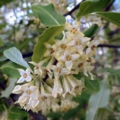 Best Small Evergreen Shrubs 8 Best Small Evergreen Shrubs -PlantHaven Store SHR0031 1 563912e4 afe6 45ad ace2 809656f9993f