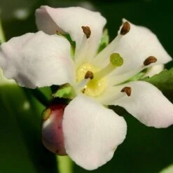 Escallonia 'Apple Blossom' 6 Escallonia 'Apple Blossom' -PlantHaven Store SHR0032 3