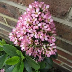 Escallonia 'Pink Elle' -PlantHaven Store SHR0033 3