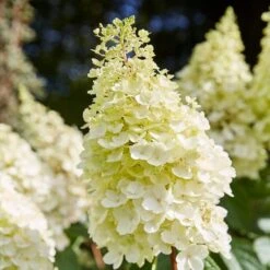 Best Shrubs For Shade 10 Best Shrubs For Shade -PlantHaven Store SHR0046 1 c3cb1a59 bc1f 4193 9c29 bb636158196c