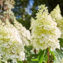 Best Shrubs For Borders 9 Best Shrubs For Borders -PlantHaven Store SHR0046 2 e4803070 0c1a 444f 8a01 dd0a7b9aff1c
