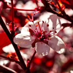 Photinia 'Red Robin' 17 Photinia 'Red Robin' -PlantHaven Store SHR0054 1
