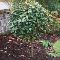 Photinia 'Red Robin' 12 Photinia 'Red Robin' -PlantHaven Store SHR0054 10