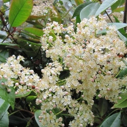 Best Flowering Shrubs 2 Best Flowering Shrubs - Image 2
