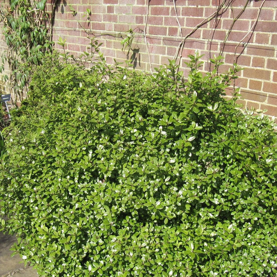 Pittosporum 'Golden Ball' 1 Pittosporum 'Golden Ball'