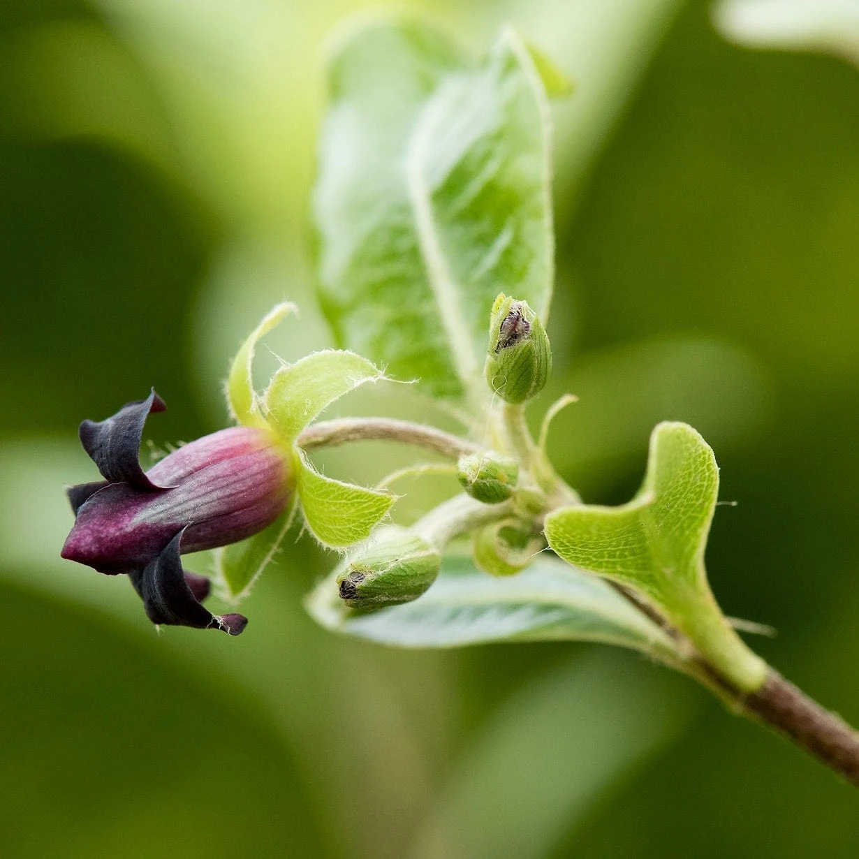 Pittosporum 'Golden Ball' 2 Pittosporum 'Golden Ball' - Image 2