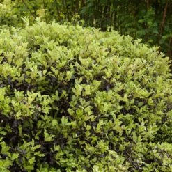 Pittosporum 'Golden Ball' 5 Pittosporum 'Golden Ball' -PlantHaven Store SHR0056 3