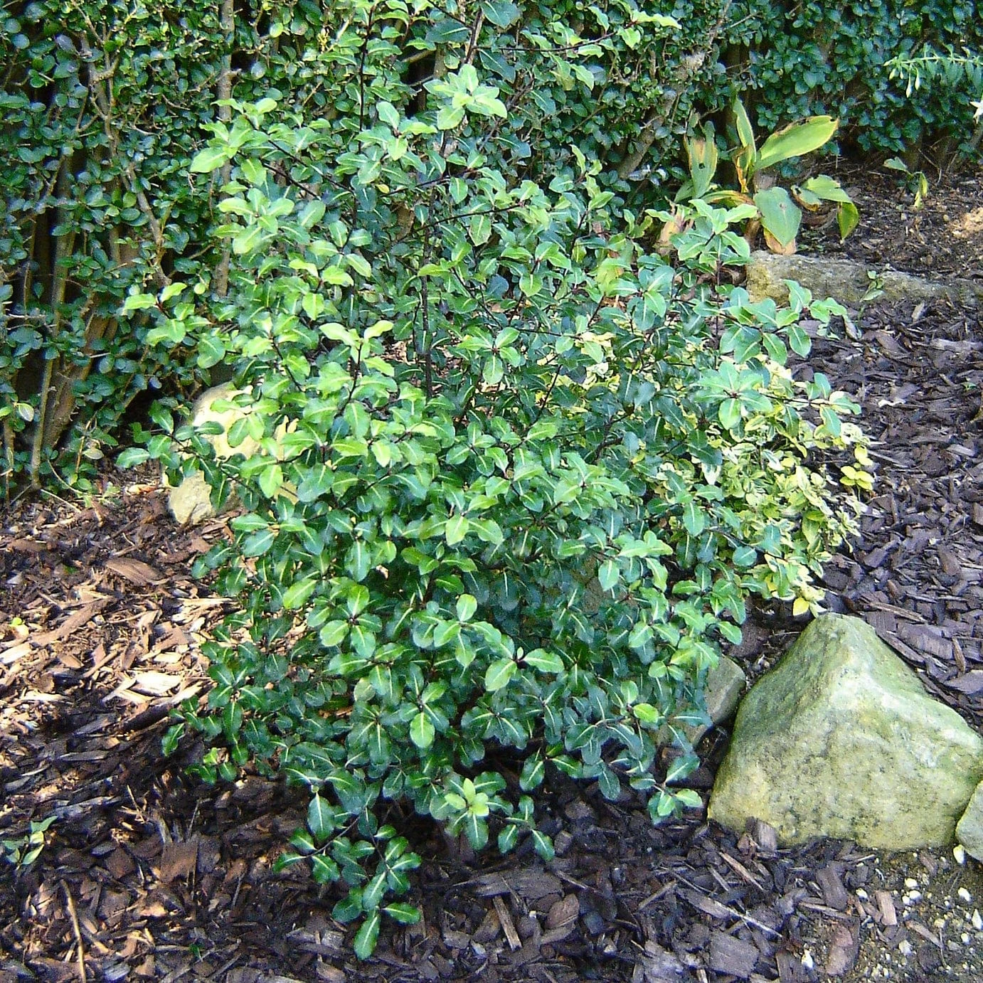 Best Small Evergreen Shrubs 5 Best Small Evergreen Shrubs - Image 5