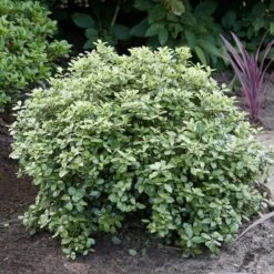 Best Shrubs For Borders 8 Best Shrubs For Borders -PlantHaven Store SHR0058 3 47341af6 845c 419d 9b76 6812597f7149