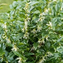 Best Flowering Evergreen Shrubs 7 Best Flowering Evergreen Shrubs -PlantHaven Store SHR0062 1 f7e44b35 4443 4e1f b9ca 5dd40e3c765d
