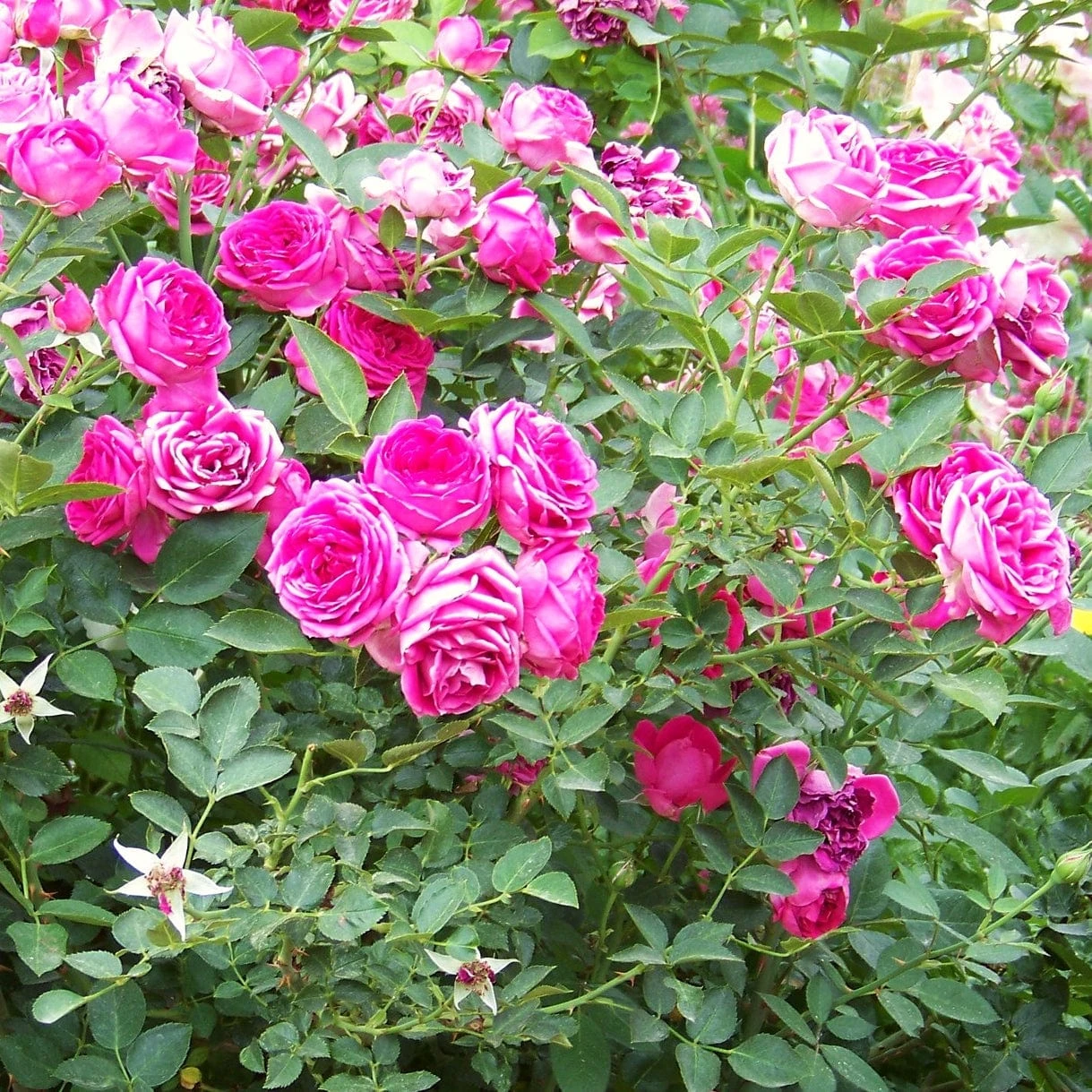 'Antike' Climbing Rose 3 'Antike' Climbing Rose - Image 3