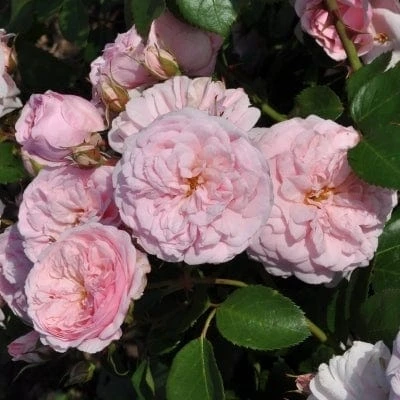 'My Beloved Mother' Shrub Rose 1 'My Beloved Mother' Shrub Rose
