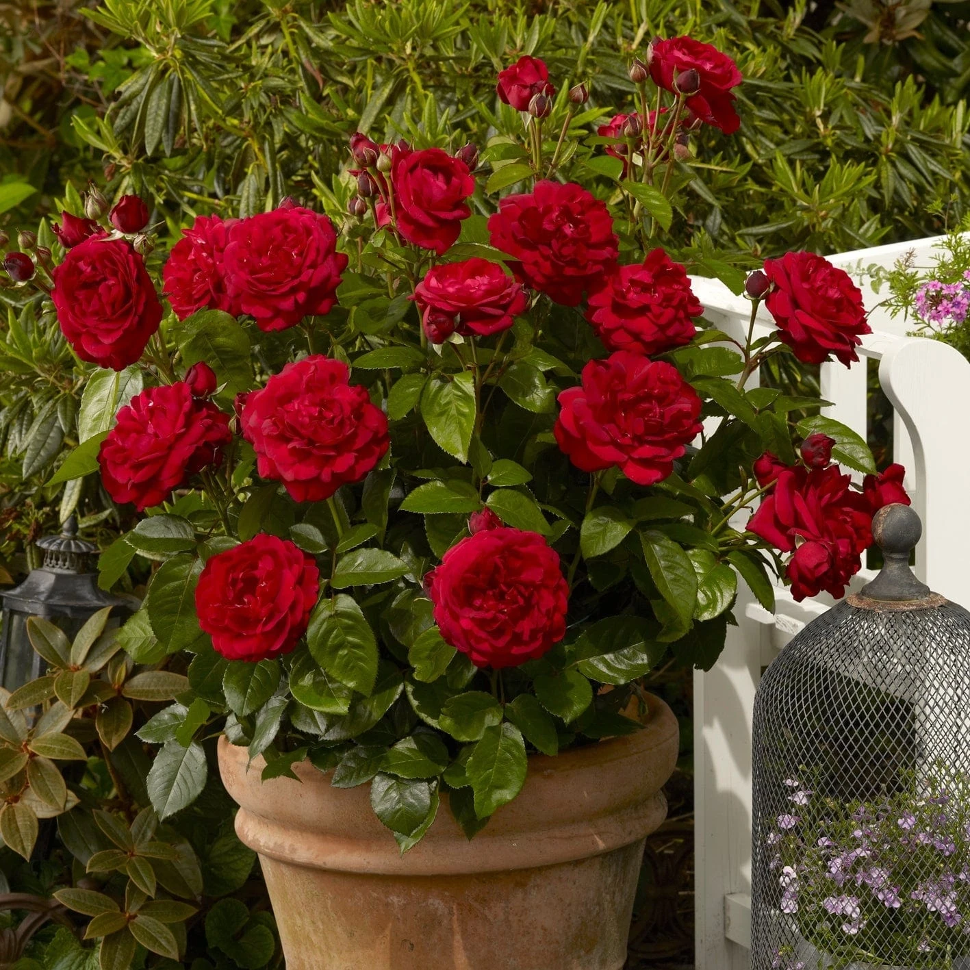 'Capricia Renaissance®' Shrub Rose 1 'Capricia Renaissance®' Shrub Rose
