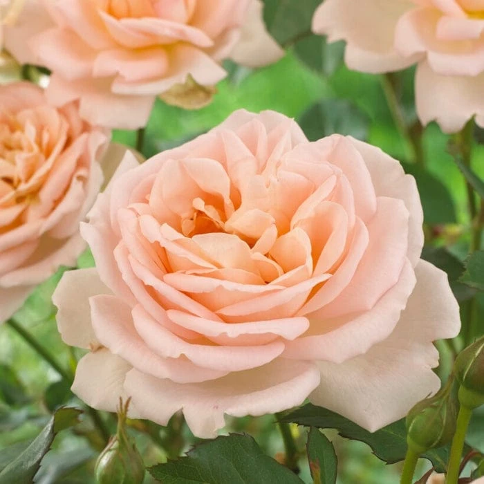 'Clair Renaissance®' Shrub Rose 5 'Clair Renaissance®' Shrub Rose - Image 5