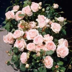 'Clair Renaissance®' Shrub Rose 9 'Clair Renaissance®' Shrub Rose -PlantHaven Store SHR0073 3