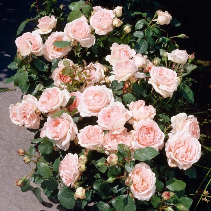 'Clair Renaissance®' Shrub Rose 4 'Clair Renaissance®' Shrub Rose - Image 4