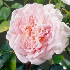 'Clair Renaissance®' Shrub Rose 8 'Clair Renaissance®' Shrub Rose -PlantHaven Store SHR0073 4