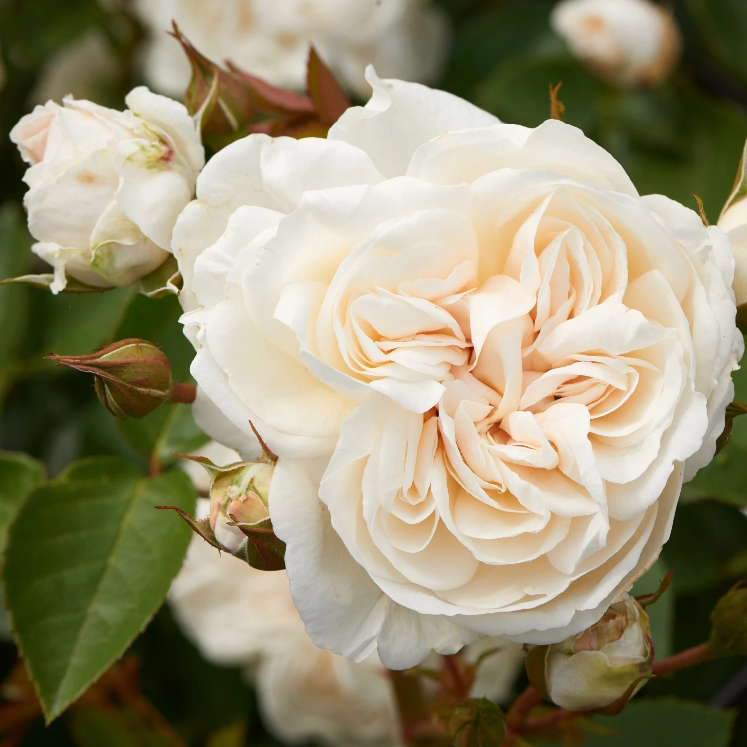 'Eisa Courtyard®' Climbing Rose 1 'Eisa Courtyard®' Climbing Rose