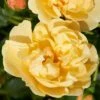 'Mapale Courtyard®' Climbing Rose