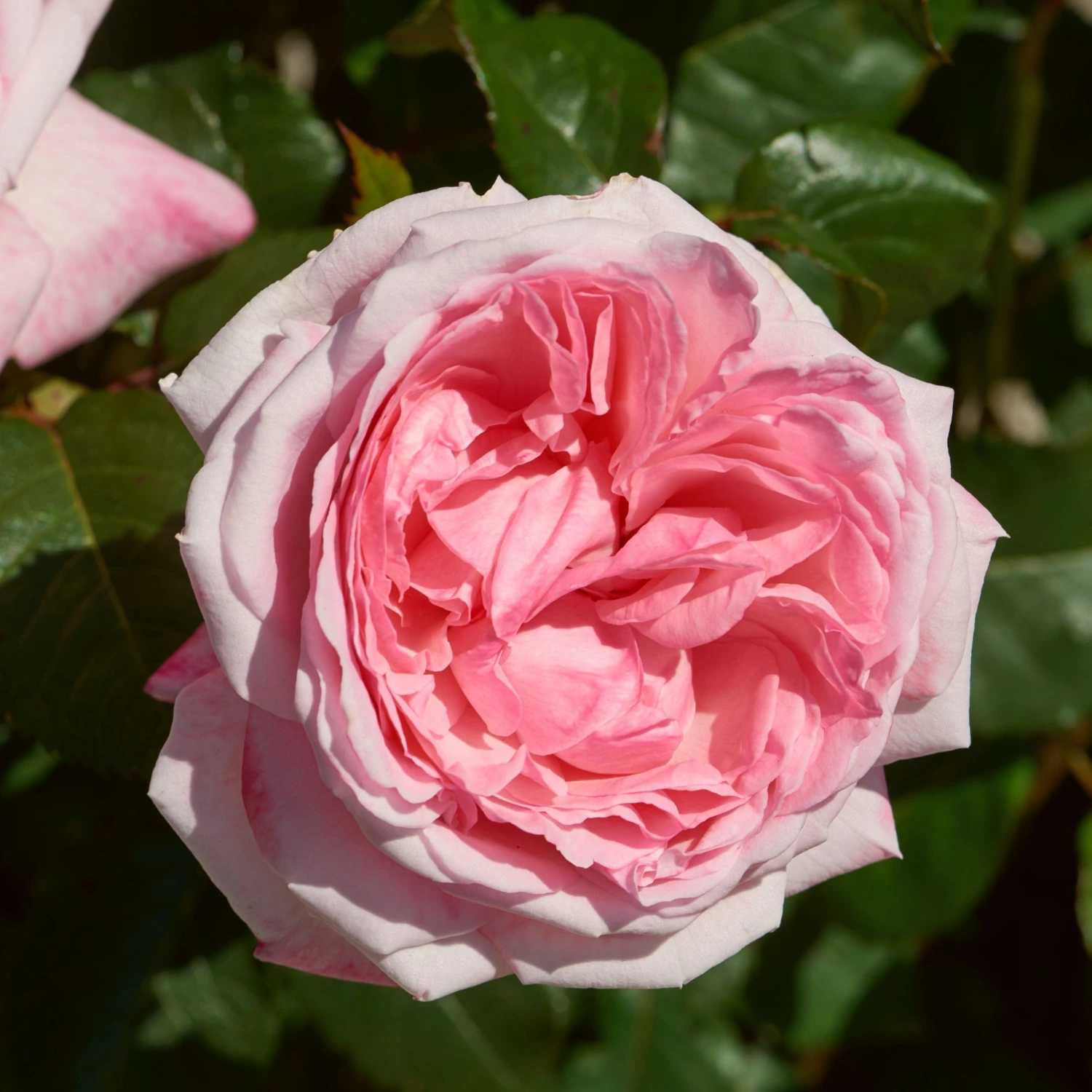 'Marlis Renaissance®' Shrub Rose 1 'Marlis Renaissance®' Shrub Rose