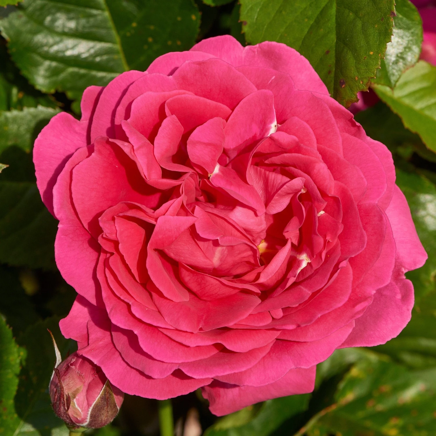 'Pasillo Courtyard®' Climbing Rose 1 'Pasillo Courtyard®' Climbing Rose