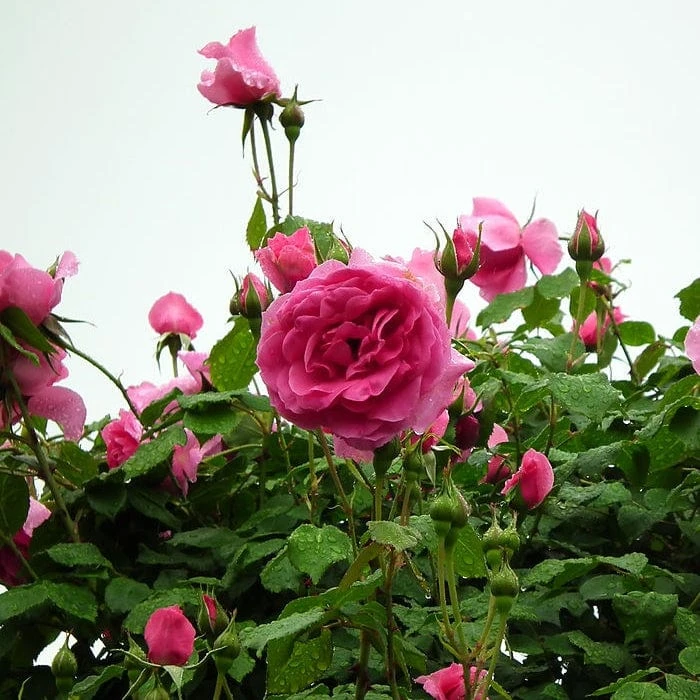 'Parade' Climbing Rose 3 'Parade' Climbing Rose - Image 3