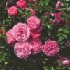 'My Beloved Father®' Shrub Rose