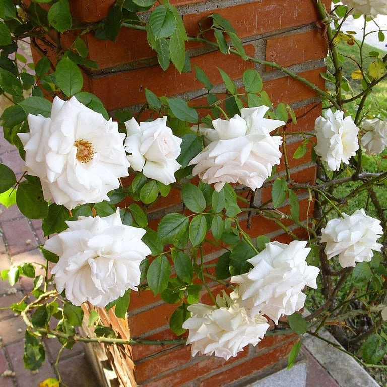 'Swan Lake' Climbing Rose 2 'Swan Lake' Climbing Rose - Image 2