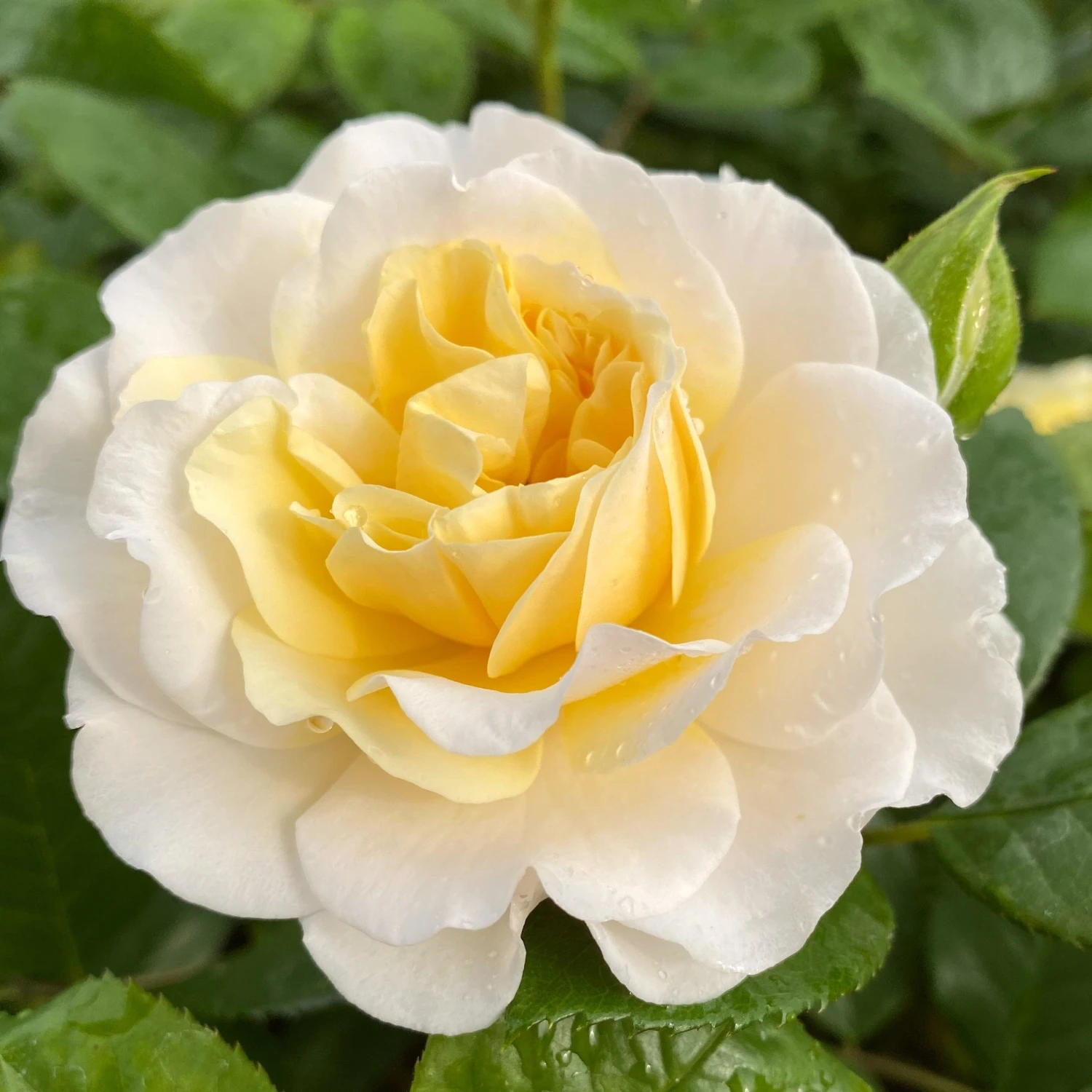 'Ray Of Sunshine®' Shrub Rose 1 'Ray Of Sunshine®' Shrub Rose