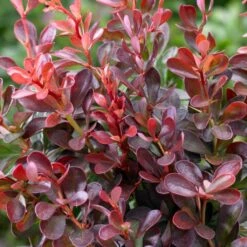 Best Mixed Coastal Hedging | Growers' Choice 13 Best Mixed Coastal Hedging | Growers' Choice -PlantHaven Store SHR0167 1 577cfd77 1828 48c9 89b4 bedca3f28d90