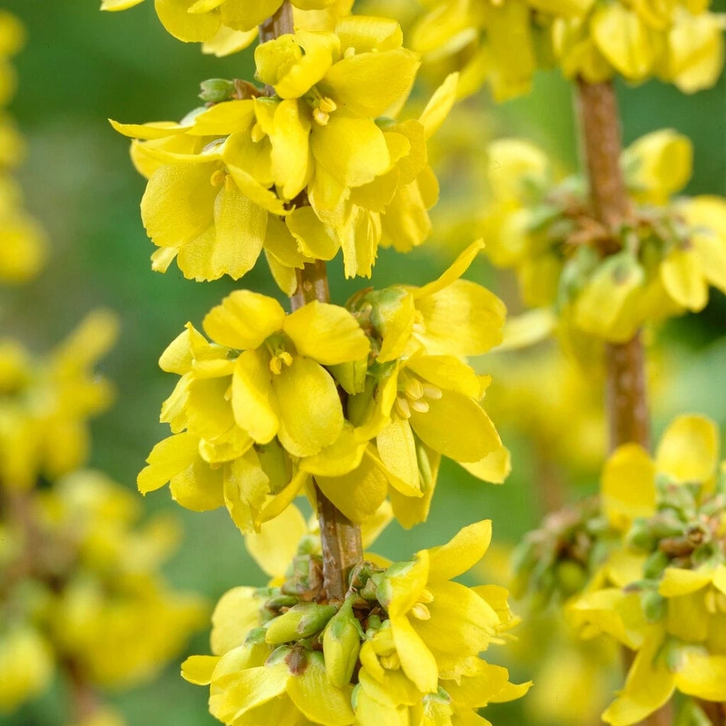 Early Spring Flowering Shrub Collection 3 Early Spring Flowering Shrub Collection - Image 3