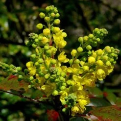 Early Spring Flowering Shrub Collection 8 Early Spring Flowering Shrub Collection -PlantHaven Store SHR0172 2 33e95ec0 1a87 4671 bc6f e89d6314b114