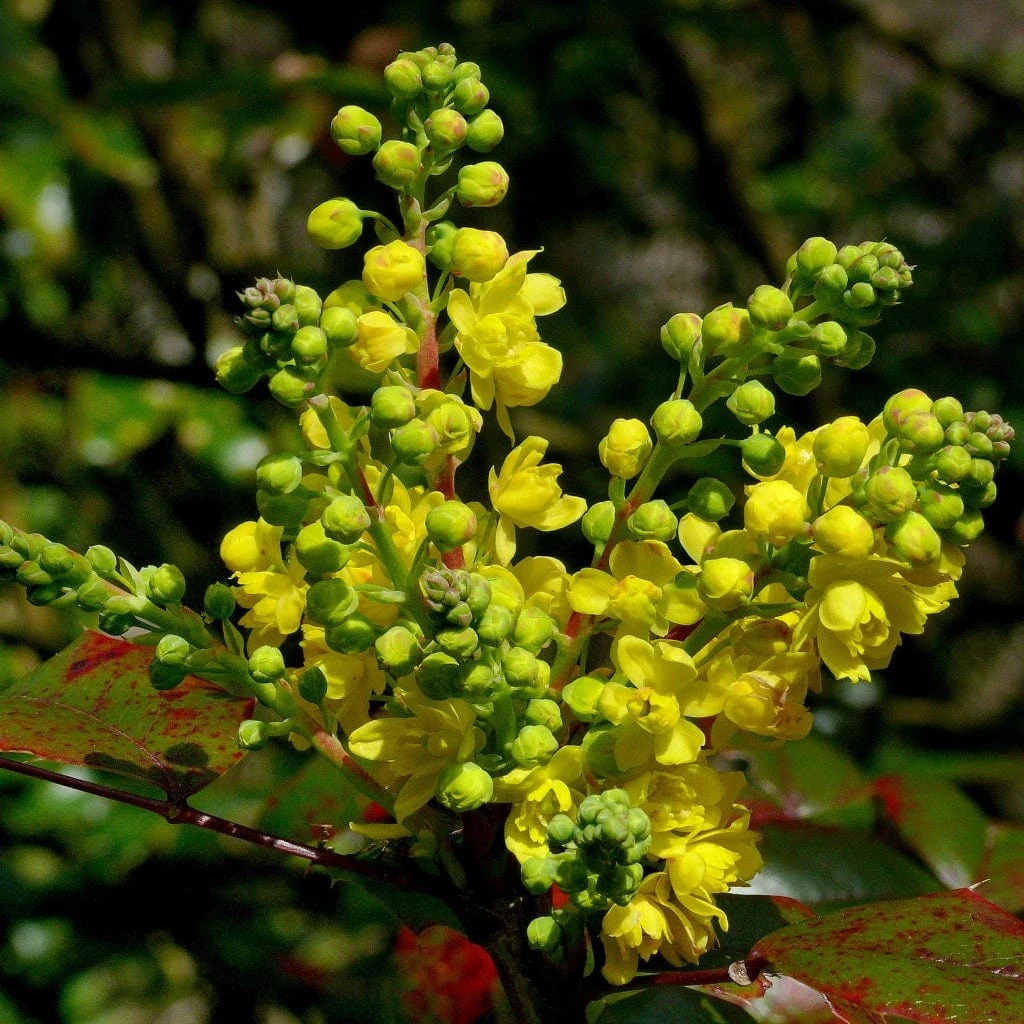 Early Spring Flowering Shrub Collection 4 Early Spring Flowering Shrub Collection - Image 4