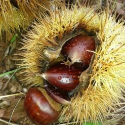 A Completely Edible Hedge | 3/5/10/20m Packs 16 A Completely Edible Hedge | 3/5/10/20m Packs -PlantHaven Store SHR0200 8 3afe6535 a52c 4968 8fef 9534dc43ae3c
