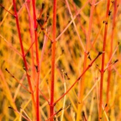 Livestock Friendly Farm Hedging | Growers' Choice | BN11 Compliant 13 Livestock Friendly Farm Hedging | Growers' Choice | BN11 Compliant -PlantHaven Store SHR0205 1 acb46d59 63e6 4f13 9f3c da245b8922f1