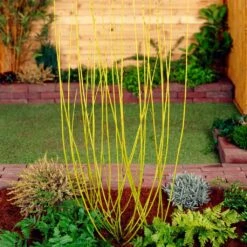 Best Value Cornus Collection | Winter Hedging 16 Best Value Cornus Collection | Winter Hedging -PlantHaven Store SHR0207 2 68af85ed 9881 4b65 b6fd 357635d4ebe6