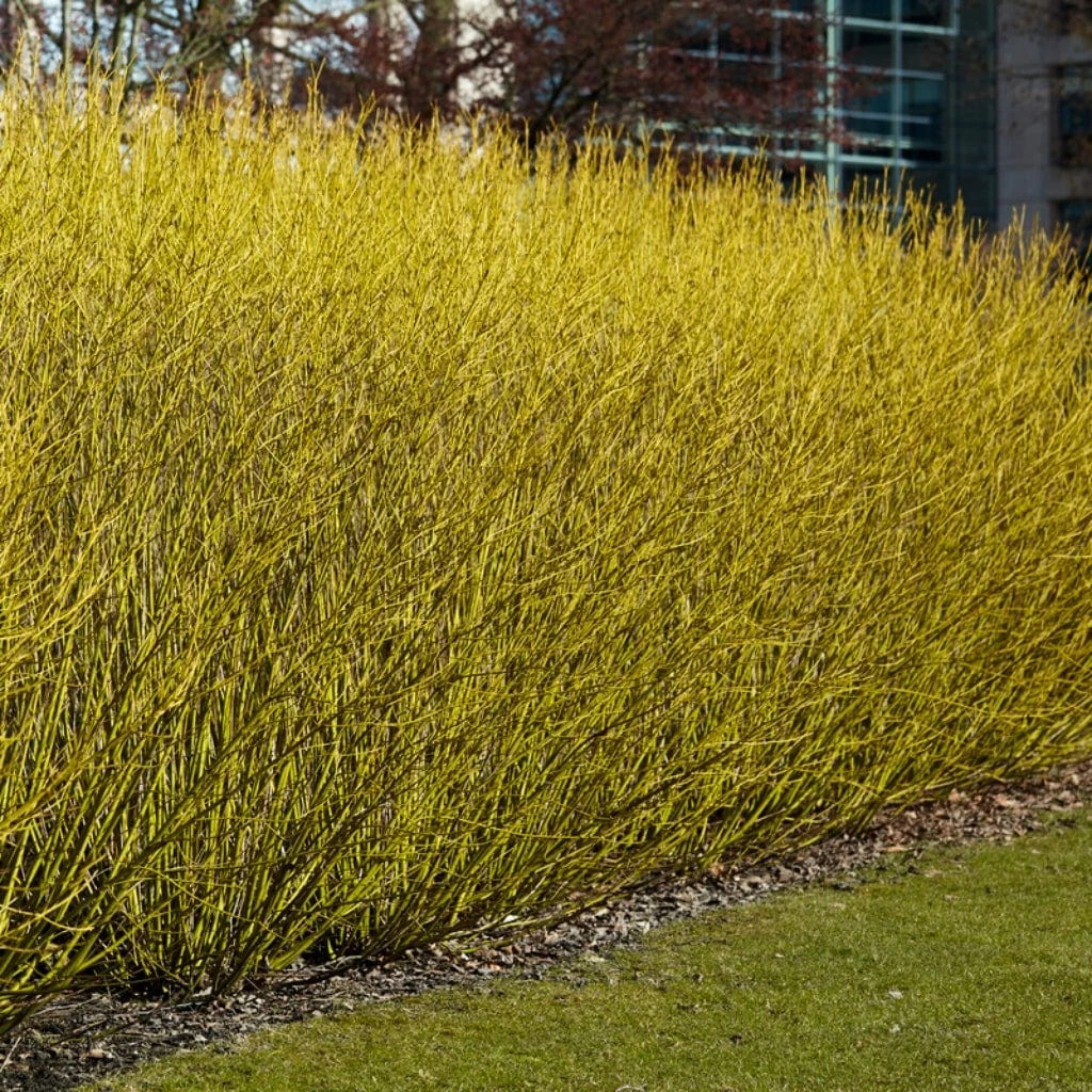Best Value Cornus Collection | Winter Hedging 3 Best Value Cornus Collection | Winter Hedging - Image 3