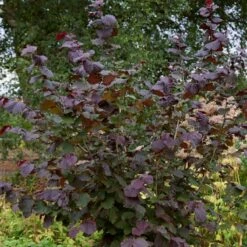 Livestock Friendly Farm Hedging | Growers' Choice | BN11 Compliant 14 Livestock Friendly Farm Hedging | Growers' Choice | BN11 Compliant -PlantHaven Store SHR0208 1 c909d520 c38b 441a 8396 78a2813cb578