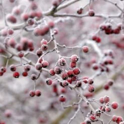 All Seasons Hedging | Growers' Choice -PlantHaven Store SHR0210 6 db006dde e232 40fc a1d6 5d61d21e7bf3