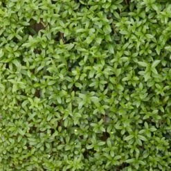 Fast Growing Evergreen Hedging Wildlife Mix | Growers' Choice 10 Fast Growing Evergreen Hedging Wildlife Mix | Growers' Choice -PlantHaven Store SHR0225 2 0a078499 cb87 471e b521 23b157f3fe2e