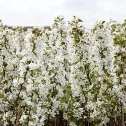 Ultimate Flowering Hedge | Growers' Choice 14 Ultimate Flowering Hedge | Growers' Choice -PlantHaven Store SHR0229 2 bf771328 6098 4068 b17a f9cc722a3908